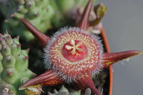 Duvalia corderoyi (live plants)