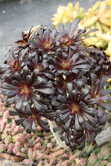 aeonium arboreum swarzkopf