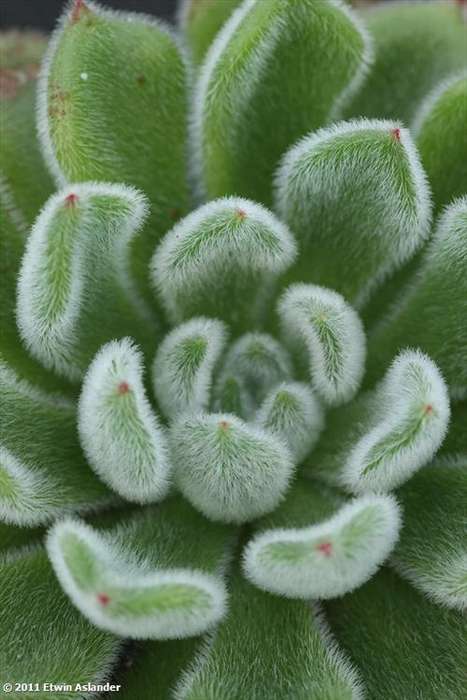 Echeveria setosa "Doris Taylor"  (live plants)