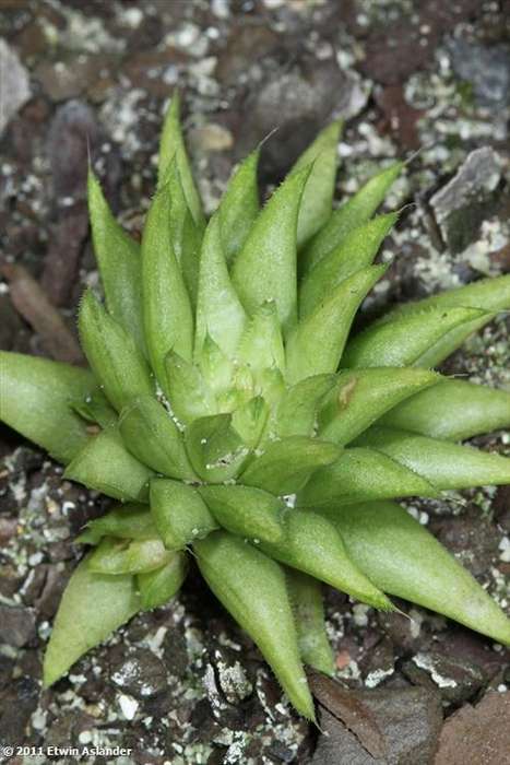 haworthia chloracantha