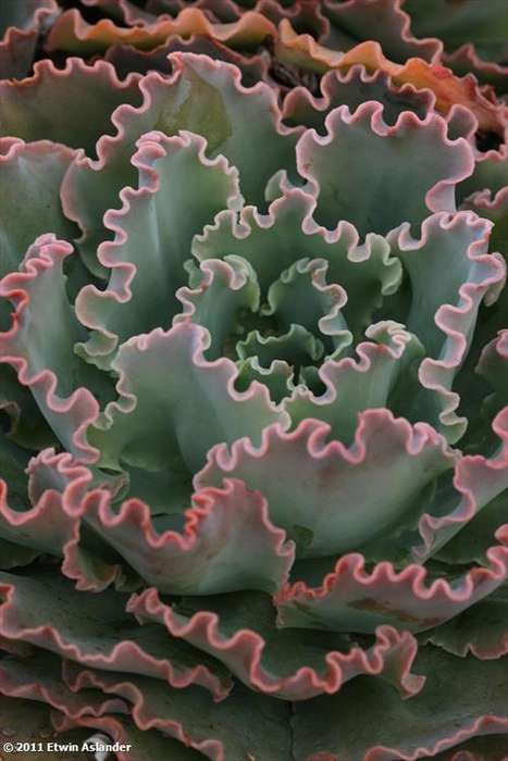 echeveria blue curls