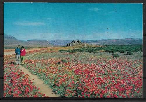 Namaqualand in Bloom - South Africa Postcard