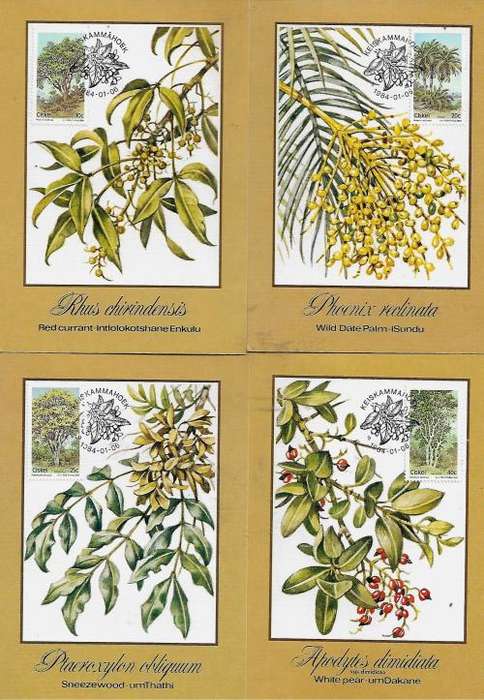 Ciskei - 1984 Indigenous Trees (2nd Series) Full Set of 4 Maxi Cards