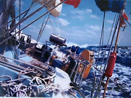 Tara The Terrier a Jack Russell Who Sailed Around the World - had at least nine lives
