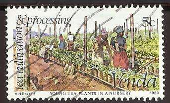 1980 VENDA TEA CULTIVATION