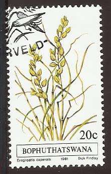 1981 BOPHUTHATSWANA GRASS