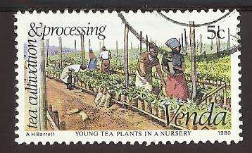 1980 VENDA TEA CULTIVATION
