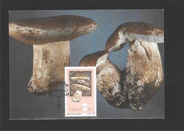 1987 CISKEI MUSHROOMS