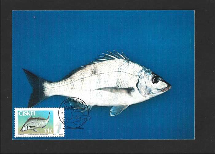 1985 CISKEI FISH