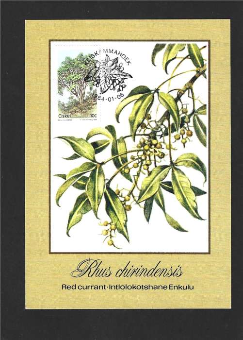 1984 CISKEI TREES