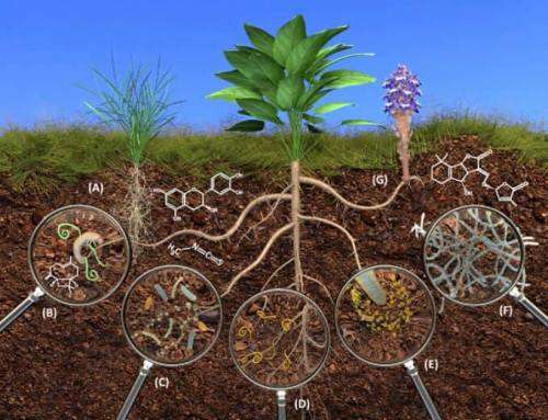 Agri-Boost (3 in 1) : 100% Bio-Organic Liquid Fertiliser (Dilute 1:200) Growth Stimulant 5 Liter