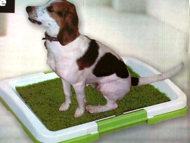 Dog Toilet- Train your dog