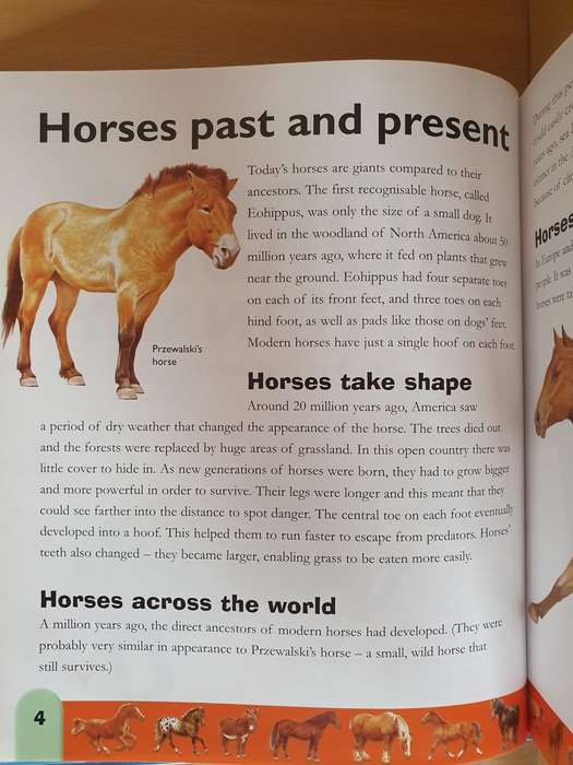 Horses Dictionary - An A to Z of Horses (Hardcover)