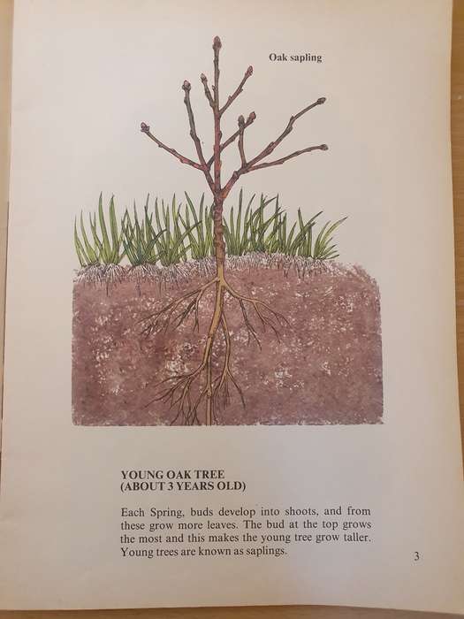 Wonder Why Book of -The World of a Tree: Allen Paterson (Paperback)