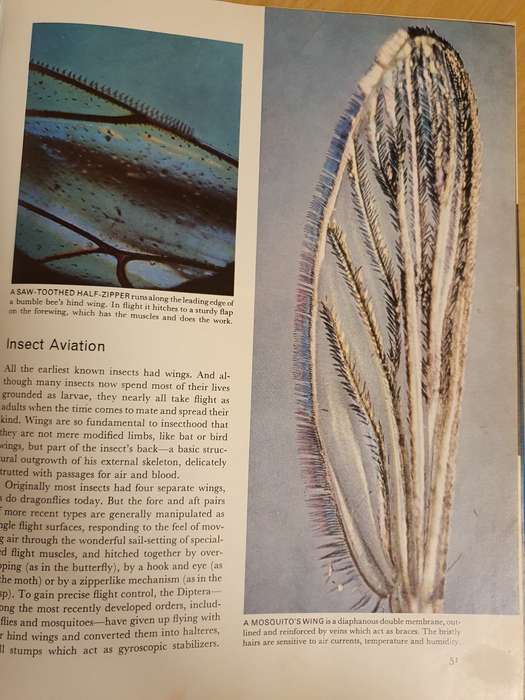 Life Nature Library - The Insects (Hardcover)