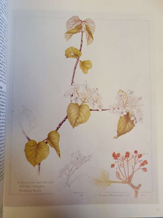 Painting Flowers : Elizabeth Leonard (Hardcover)