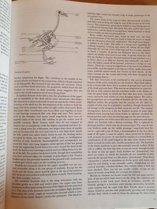 The Dictionary of Birds in Colour : Bruce Campbell (Hardcover)