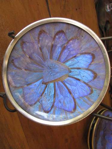 %% A  DISPLAY PLATE INSET WITH BUTTERFLY WINGS...(3).%%