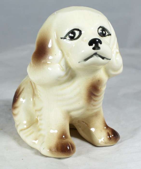 Spaniel puppy