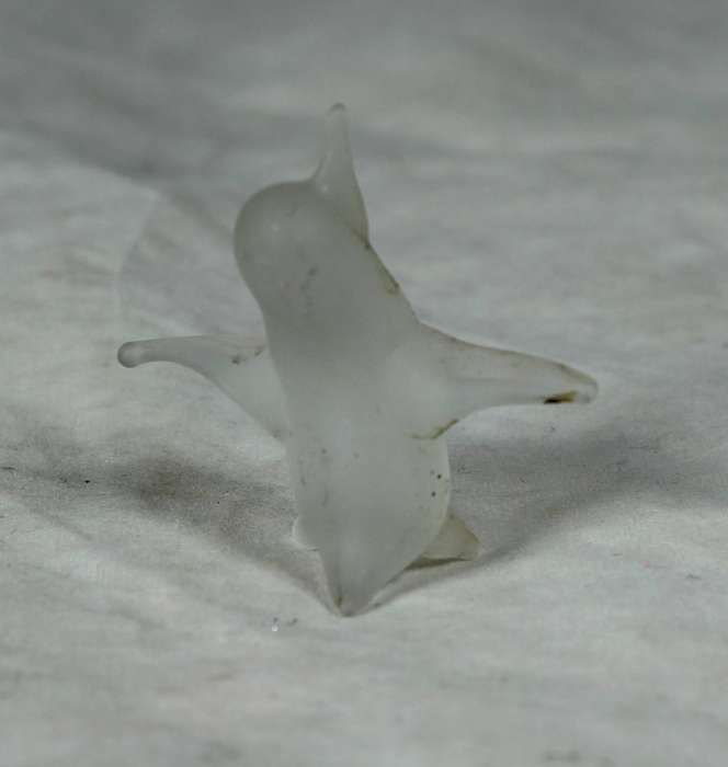 Miniature frosted penguin spotted