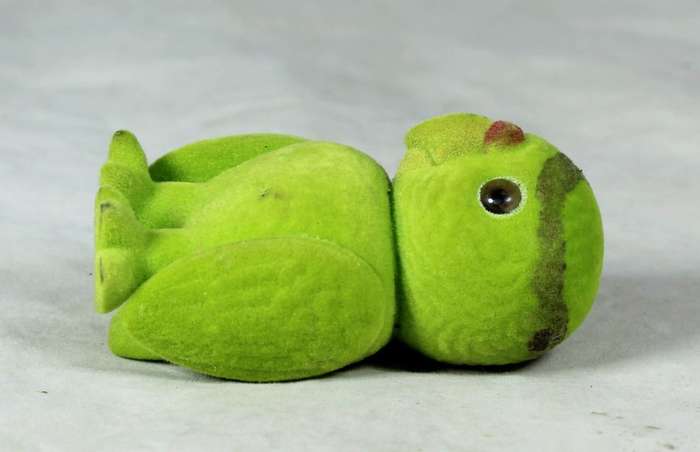 Small furry green parrot