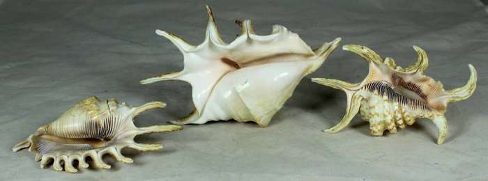 Trio of shells