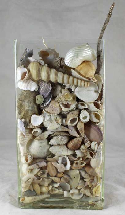 Vase with shells