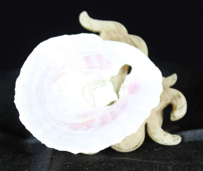 Octopus ornament on shell
