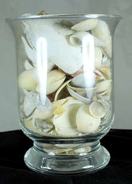 Glass vase with assorted sea shells