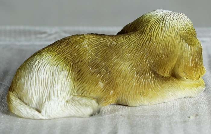 Little Dog Lying on Front Paws
