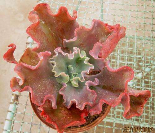 ECHEVERIA. curly