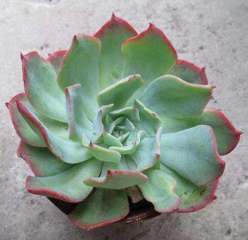 echeveria toffy apple 2