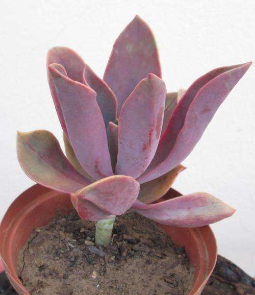 graptoveria fred ives cutting