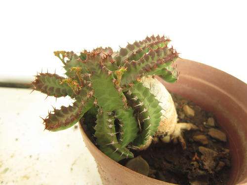 Euphorbia Stellata