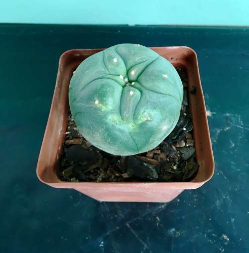 lophophora williamsii in 7.5 cm pot