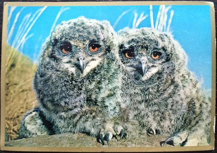 Vintage picture postcards - animals (X17) - mid 70s