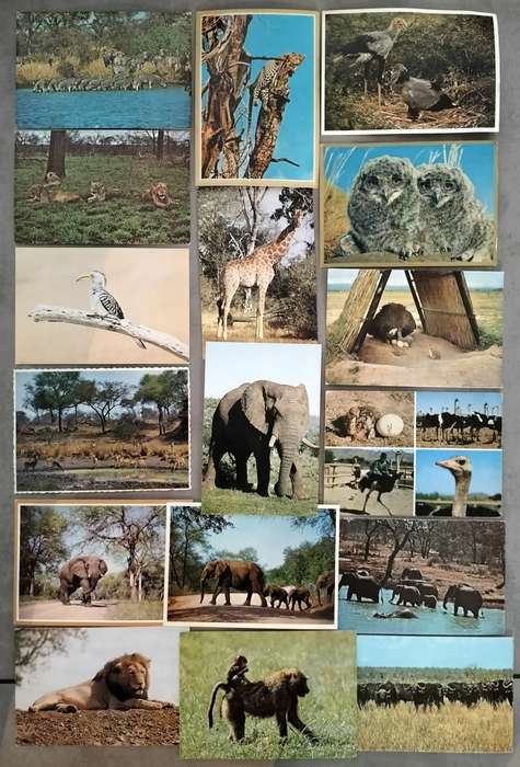 Vintage picture postcards - animals (X17) - mid 70s