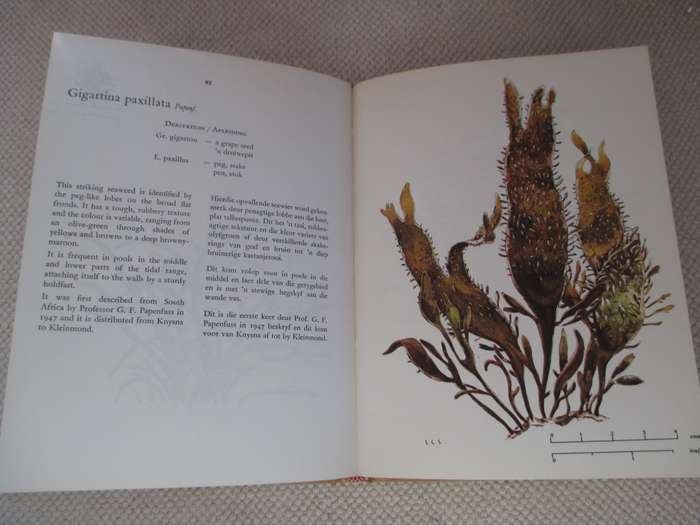 The seaweeds of the Tsitsikama Coastal National Park  Dr. S. C. Seagrief