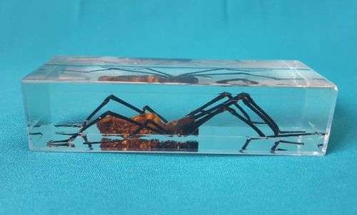 GOLDEN SILK ORB WEAVER SPECIMEN/ ACRYLIC PAPERWEIGHT