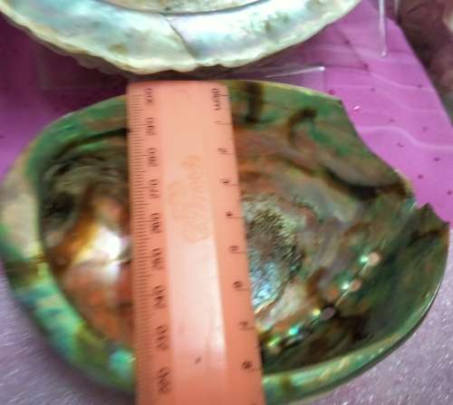 AWESOME sea Shell Abalone large +Medium one more polished*LooKatMyBUY NOW*NO WAITING