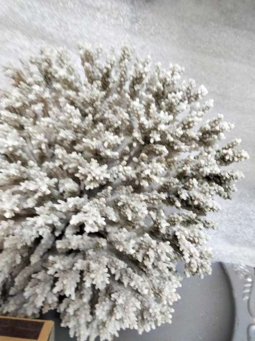 Sea Shells Coral large piece weight 964 grams*Look