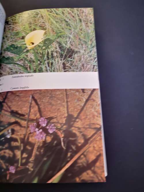 Flowers of the Veld by Kay Linley and Bryan Baker