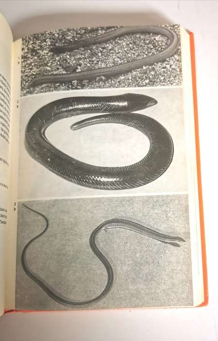 A Field Guide to the Snakes of Southern Africa by V.F.M. FitzSimons