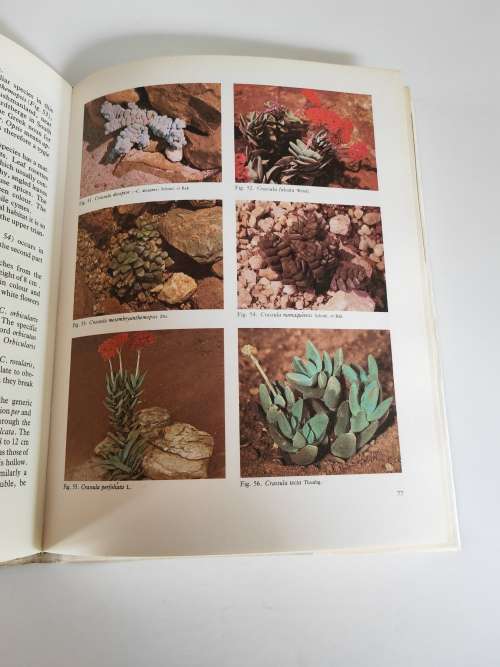 SUCCULENTS OF SOUTHERN AFRICA -- B P BARKHUIZEN