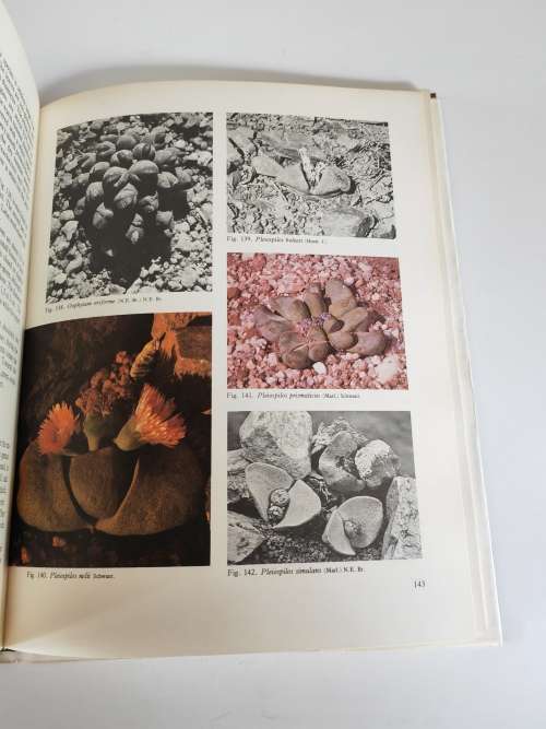 SUCCULENTS OF SOUTHERN AFRICA -- B P BARKHUIZEN