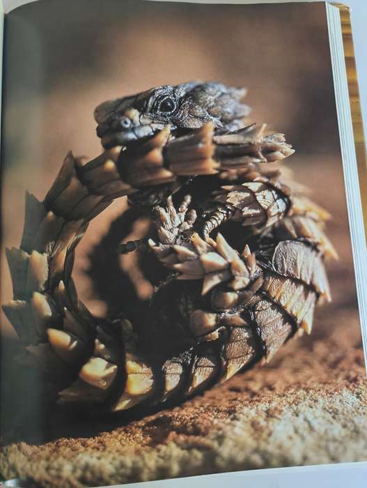 The Living Deserts of Southern Africa by Barry Lovegrove