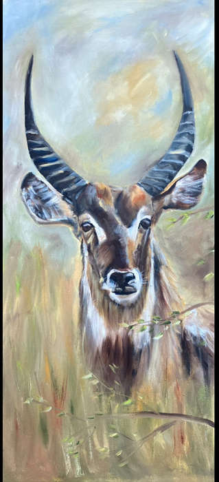 Waterbok