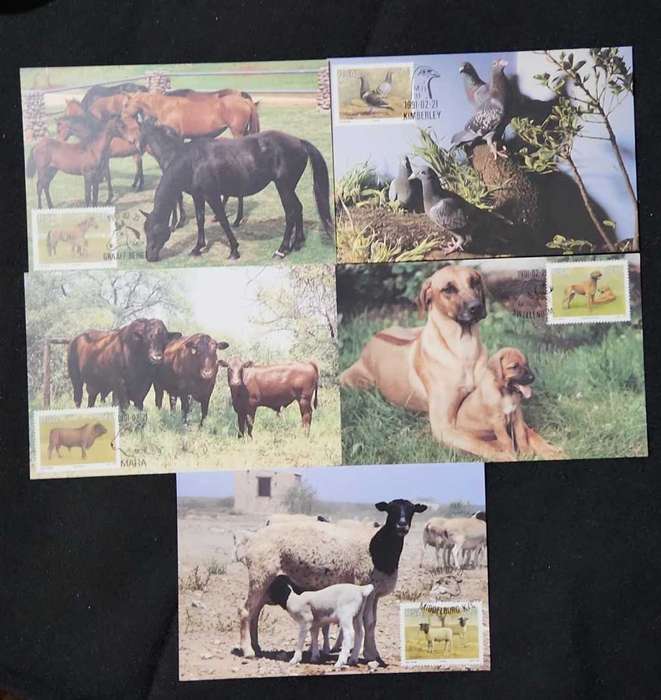 Maxi Cards / Post Cards Set Of 5 RSA Animal Breeding in South Africa 1991