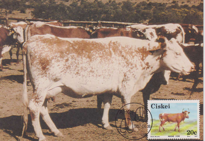 Post Card / Maxi Card not used