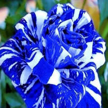 Blue Dragon Rose Seeds (10 seeds)